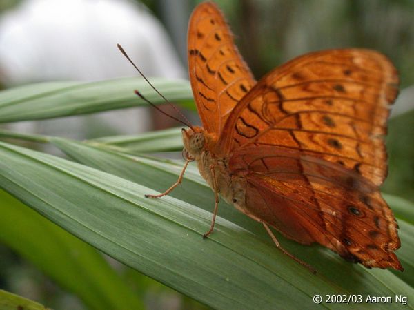 dscn4435.jpg