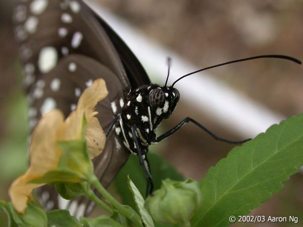 dscn4437.jpg